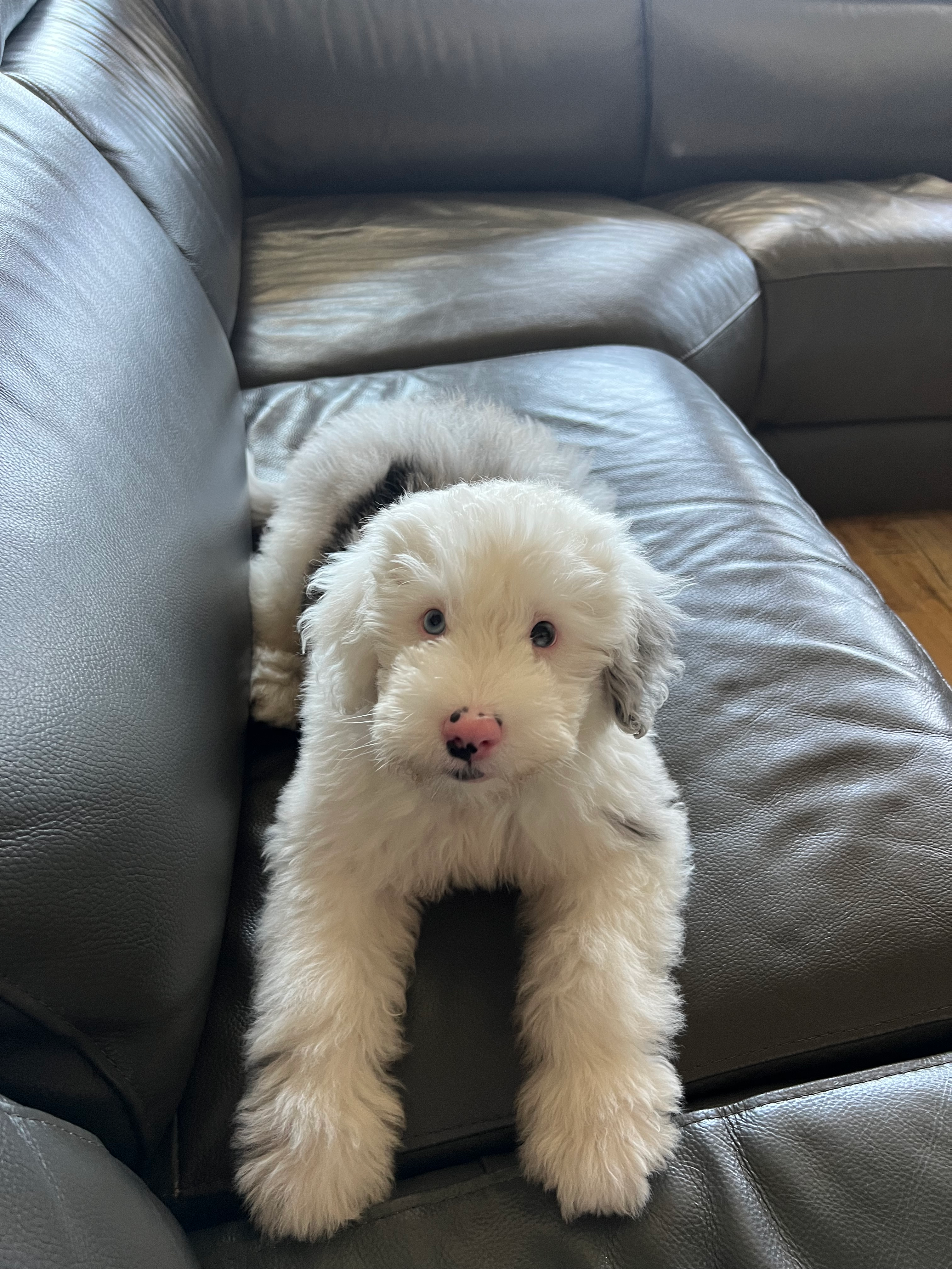 Smart Mini Sheepadoodle Poodle Mix Pup