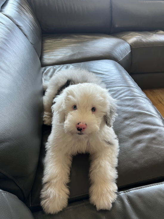 Bentley 