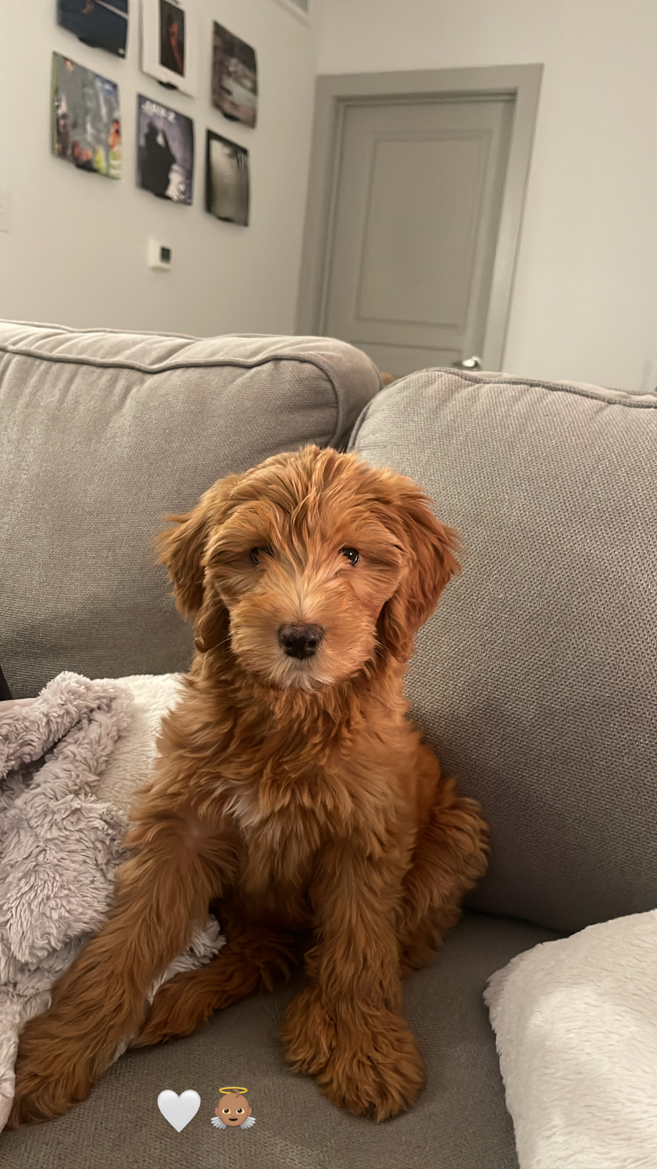 Petite Mini Goldendoodle Poodle Mix Pup