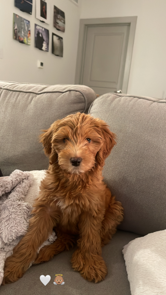 Mini Goldendoodle