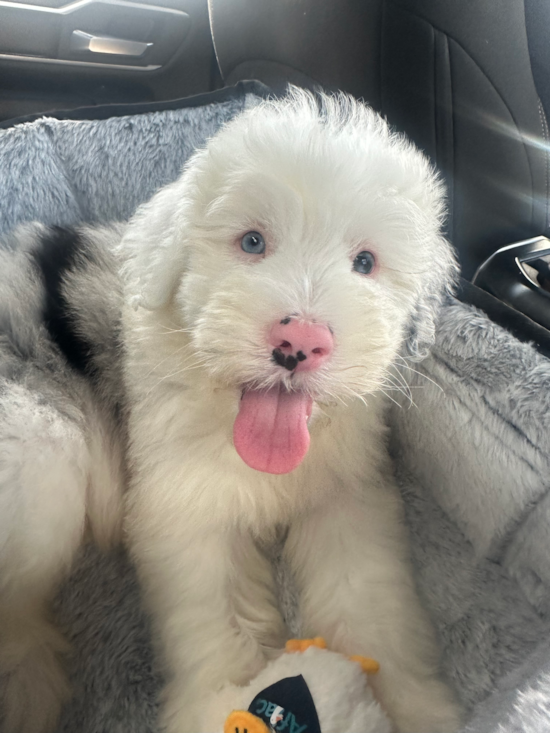 Mini Sheepadoodle