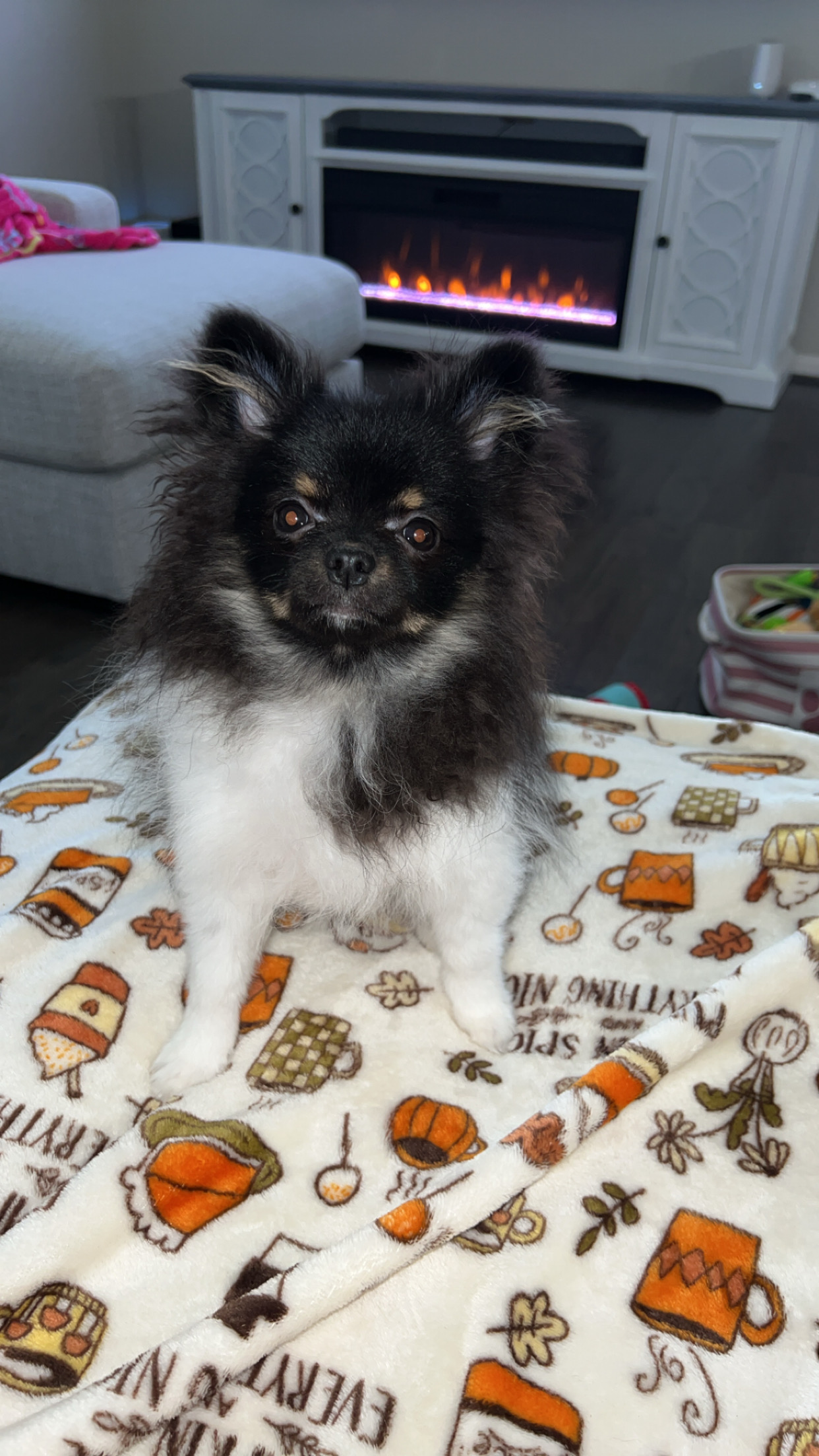 Playful Pomeranian Purebred Pup
