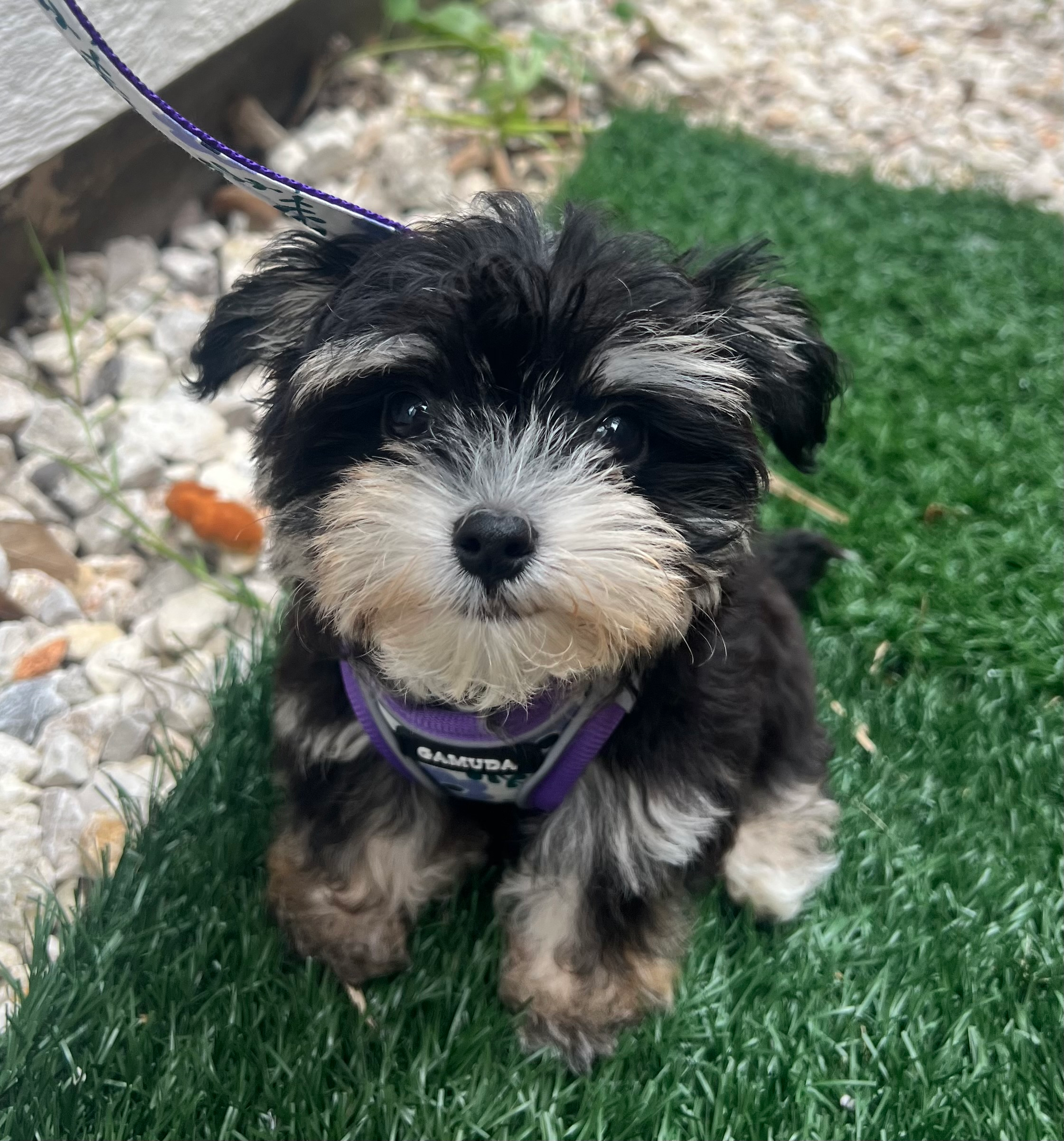 Morkie Pup Being Cute