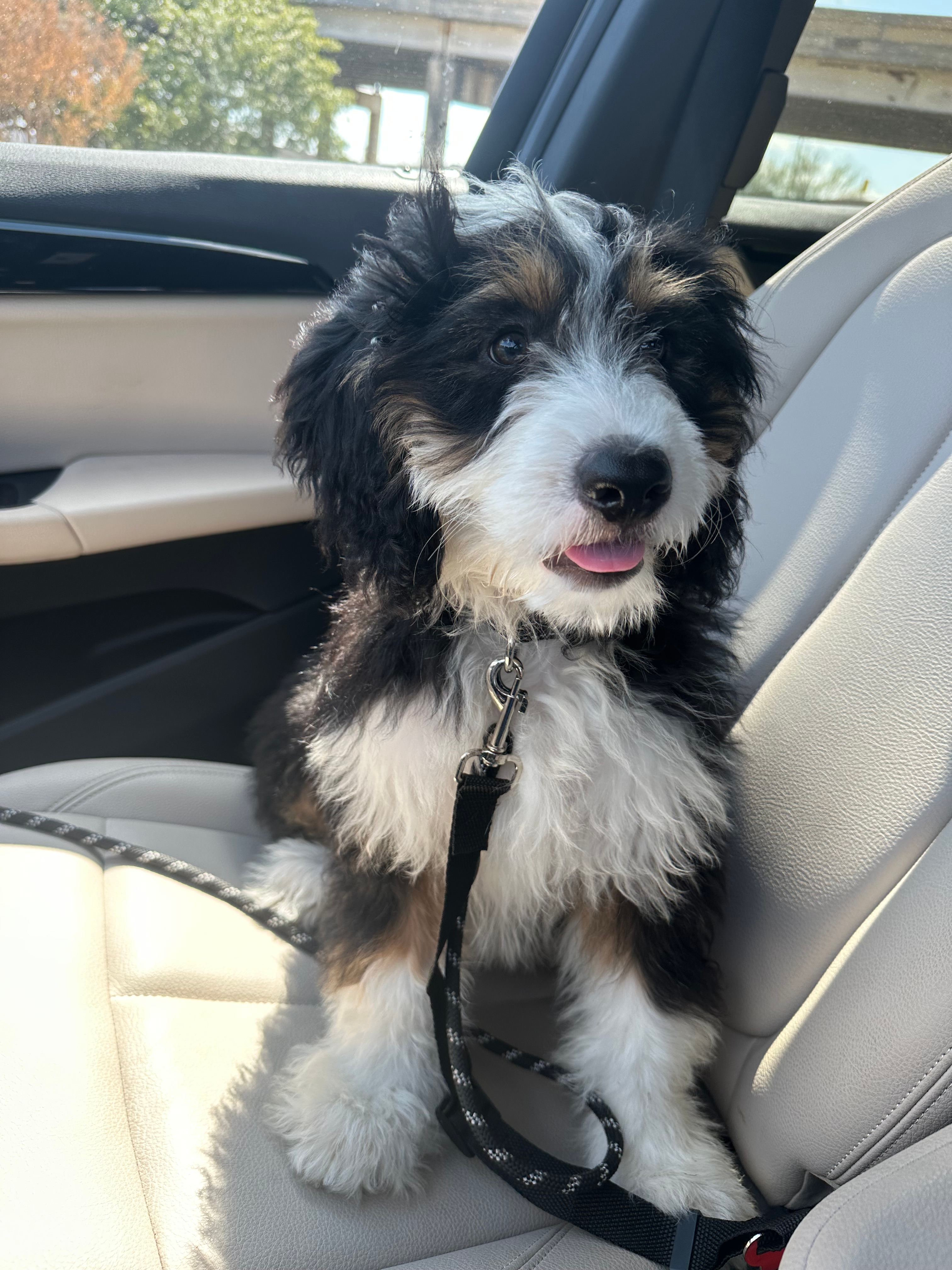 Mini Bernedoodle Pup Being Cute