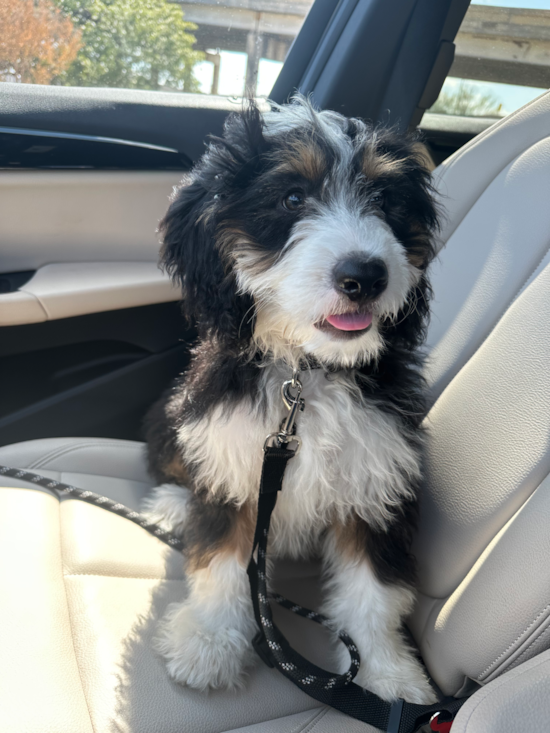 Mini Bernedoodle