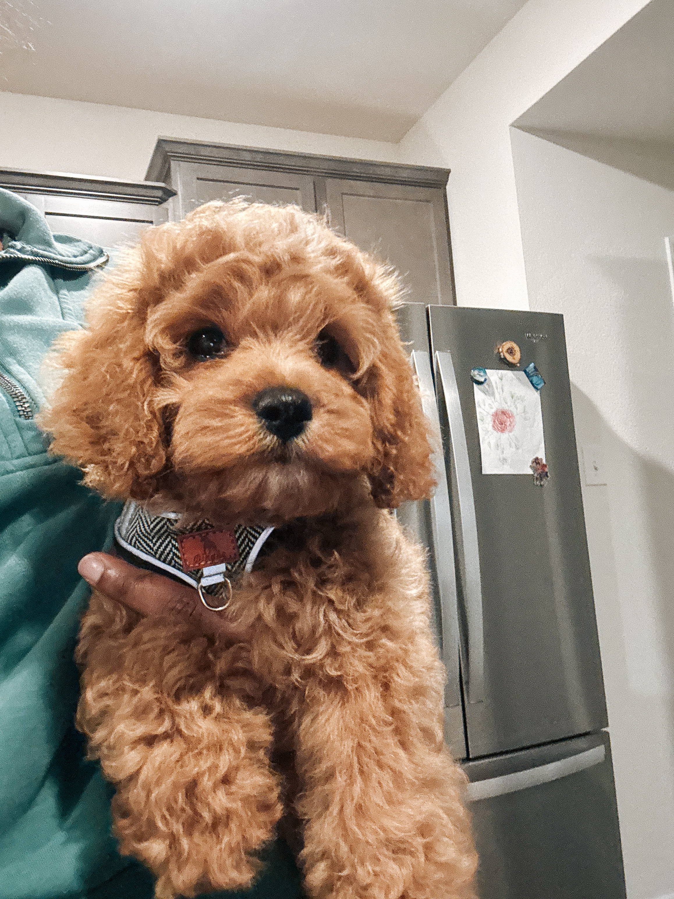 Best Cavapoo Baby