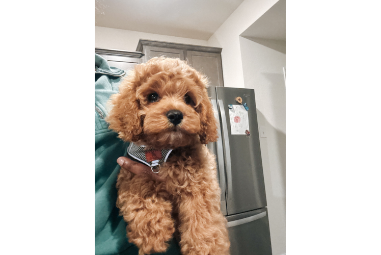 Best Cavapoo Baby
