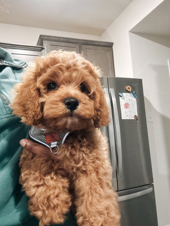 Cavapoo