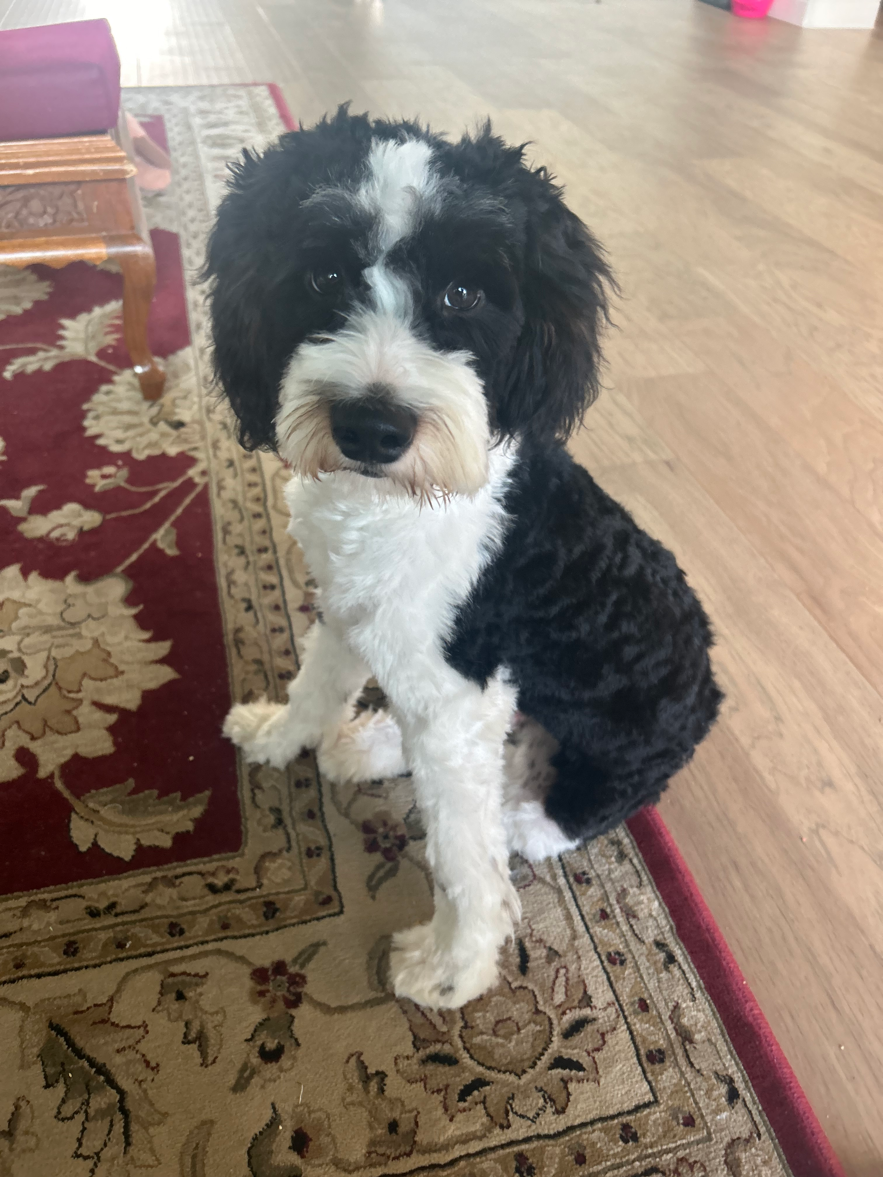Happy Mini Aussiedoodle Baby