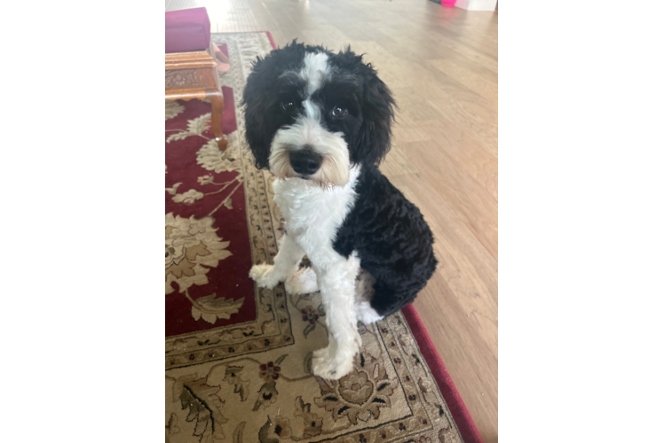 Happy Mini Aussiedoodle Baby