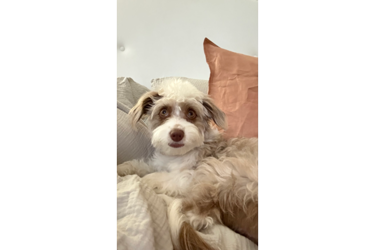 Best Mini Aussiedoodle Baby