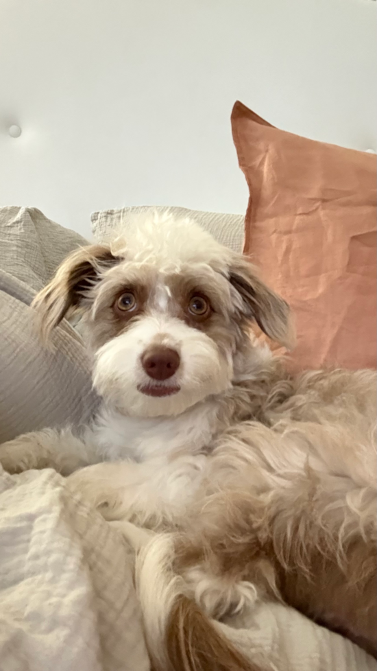 Mini Aussiedoodle