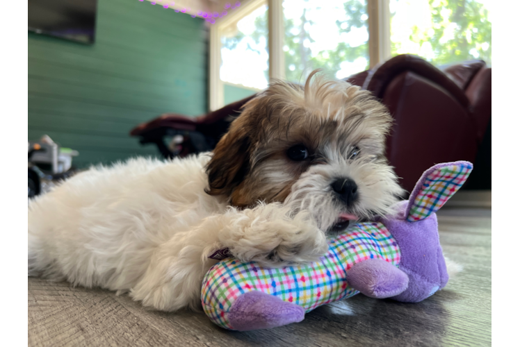 Cute Teddy Bear Baby