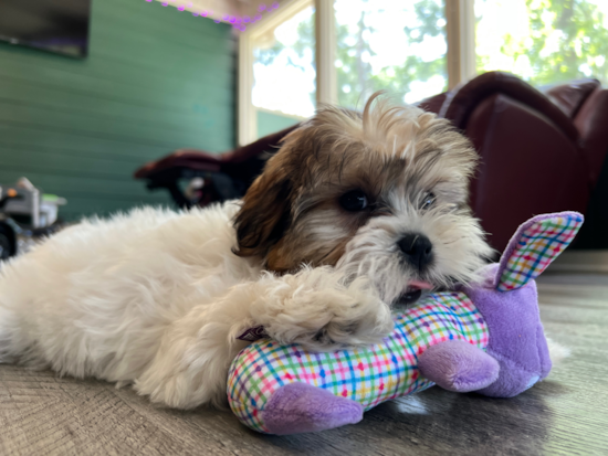 Daisy