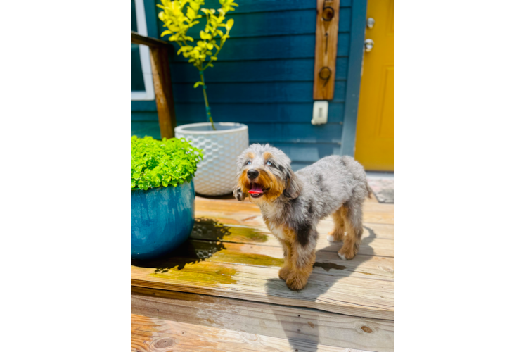 Cute Mini Bernedoodle Baby