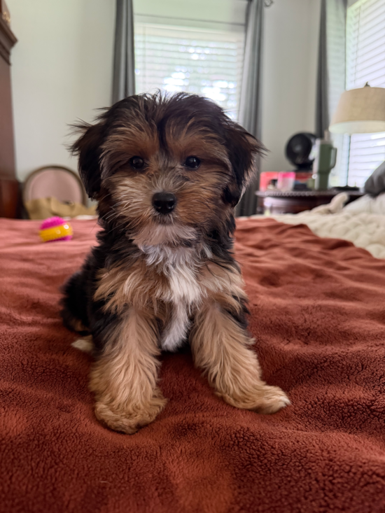 Yorkie Poo