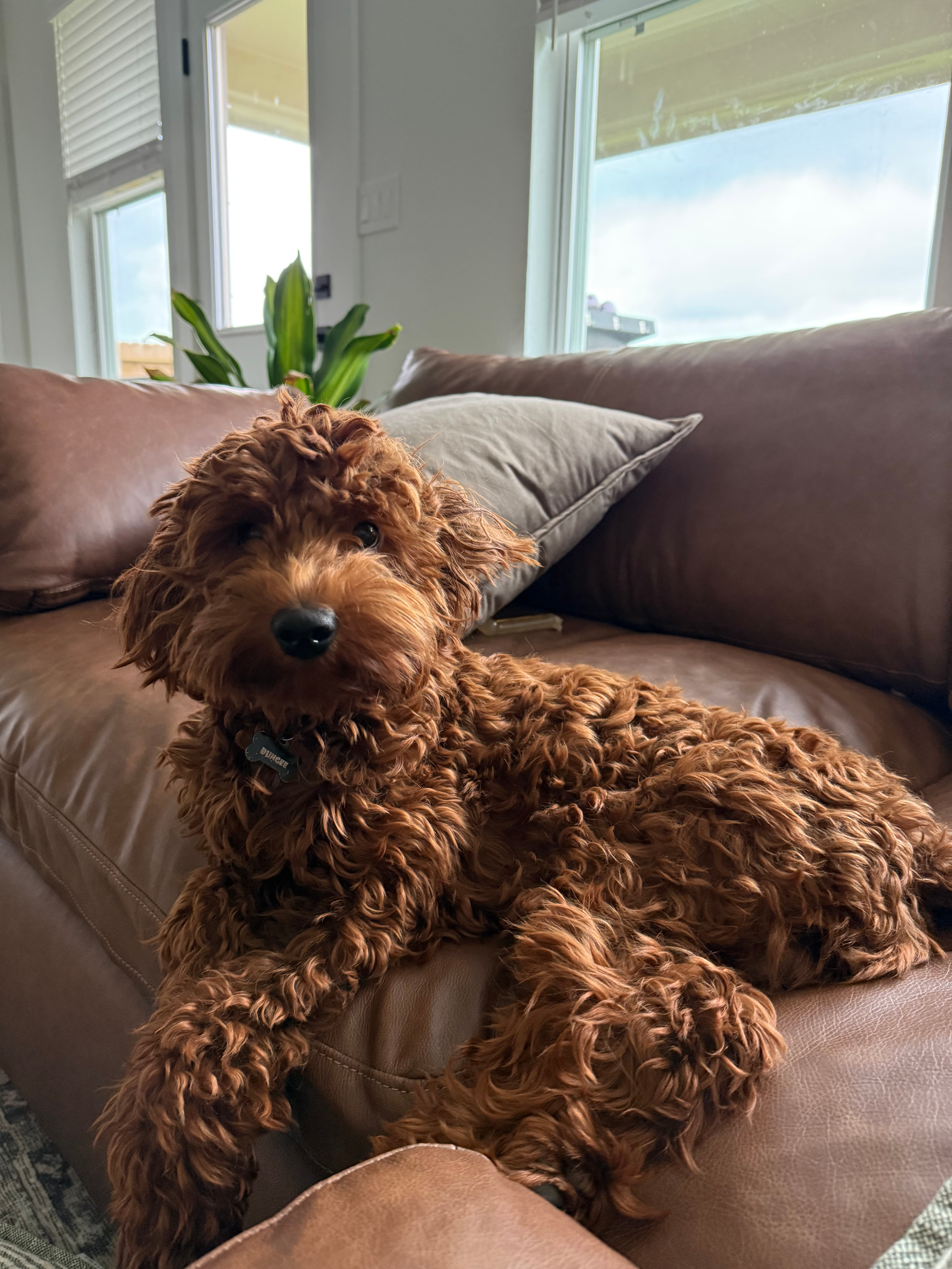 Cute Mini Goldendoodle Poodle Mix Pup