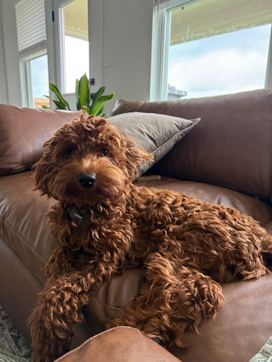 Mini Goldendoodle