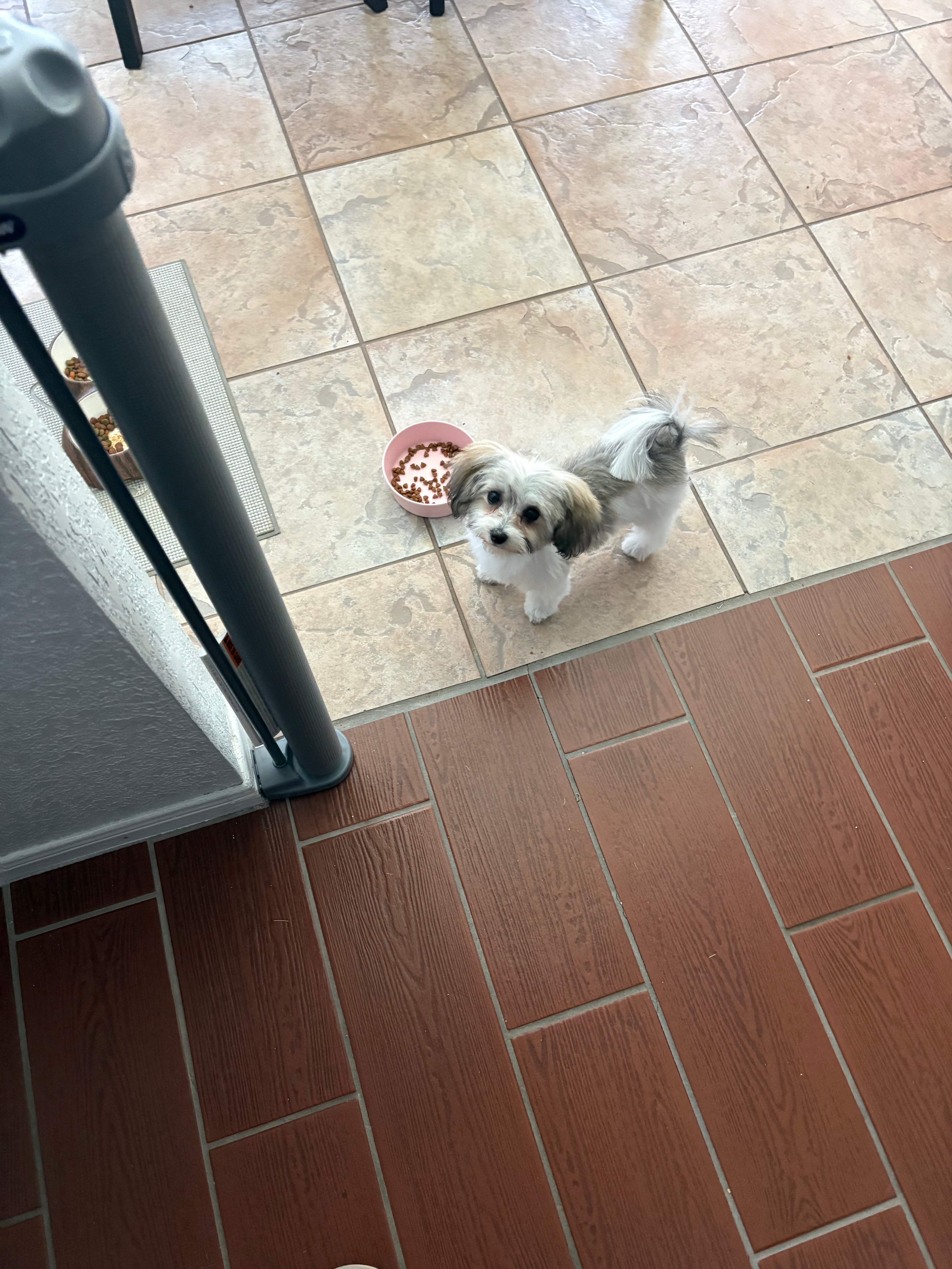 Maltipoo Puppy for Adoption