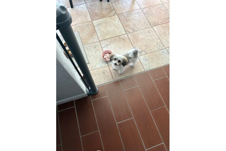 Maltipoo Puppy for Adoption