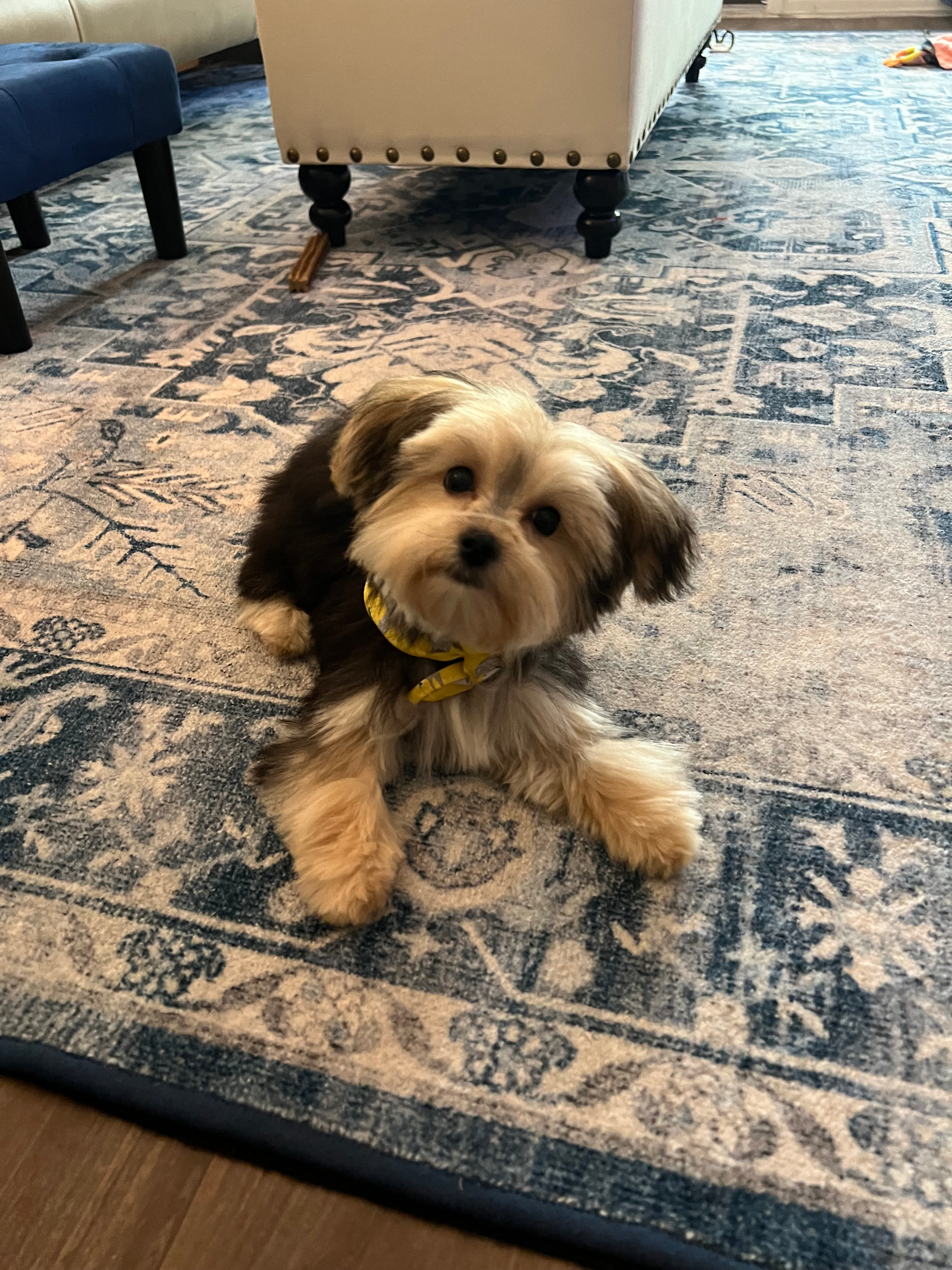 Morkie Puppy for Adoption