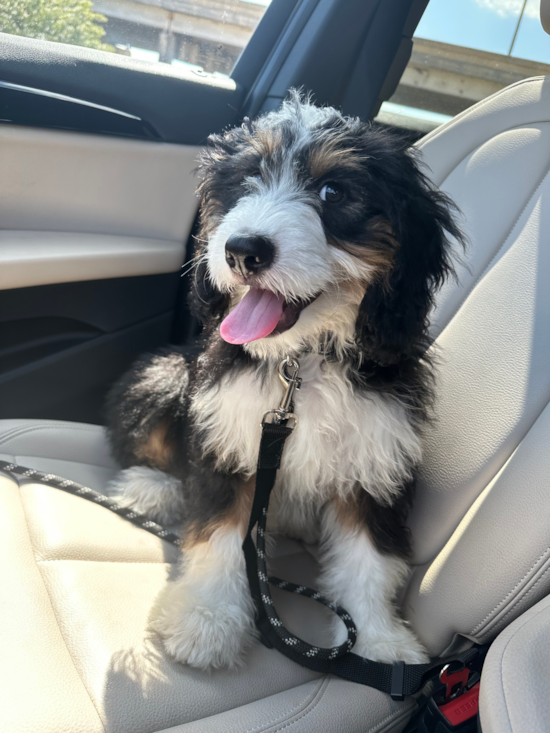 Mini Bernedoodle