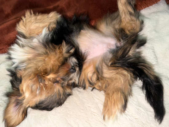 Yorkie Poo