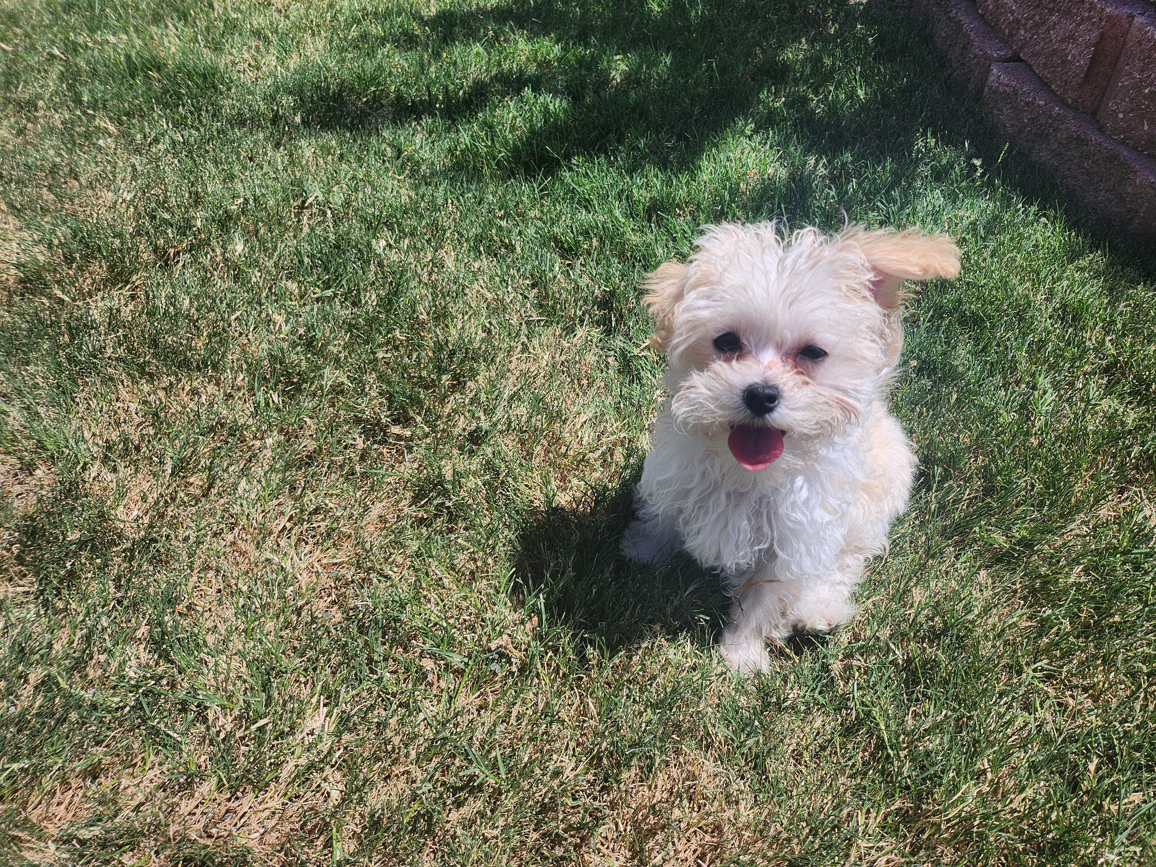 Maltipoo Puppy for Adoption