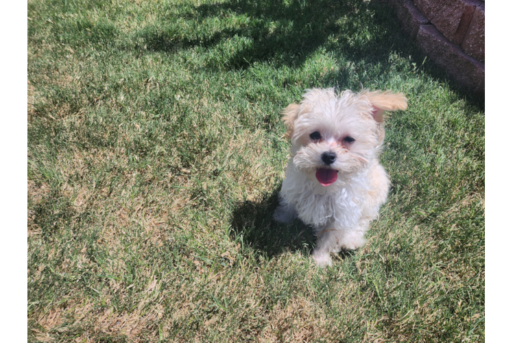 Maltipoo Puppy for Adoption