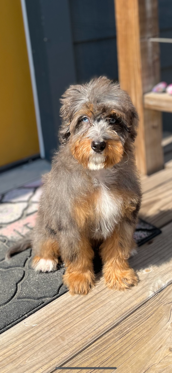 Mini Bernedoodle