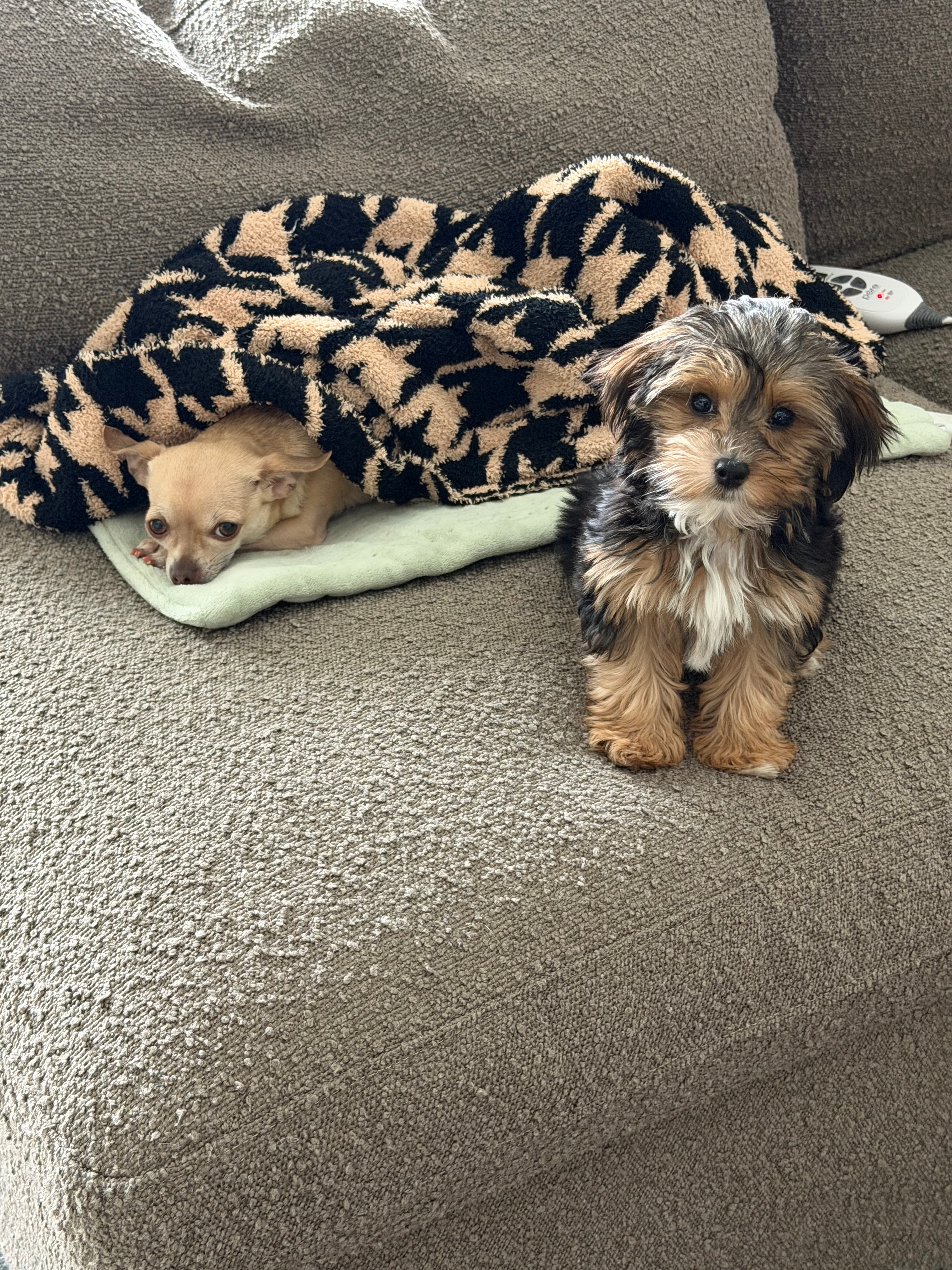 Cute Yorkie Poo Baby