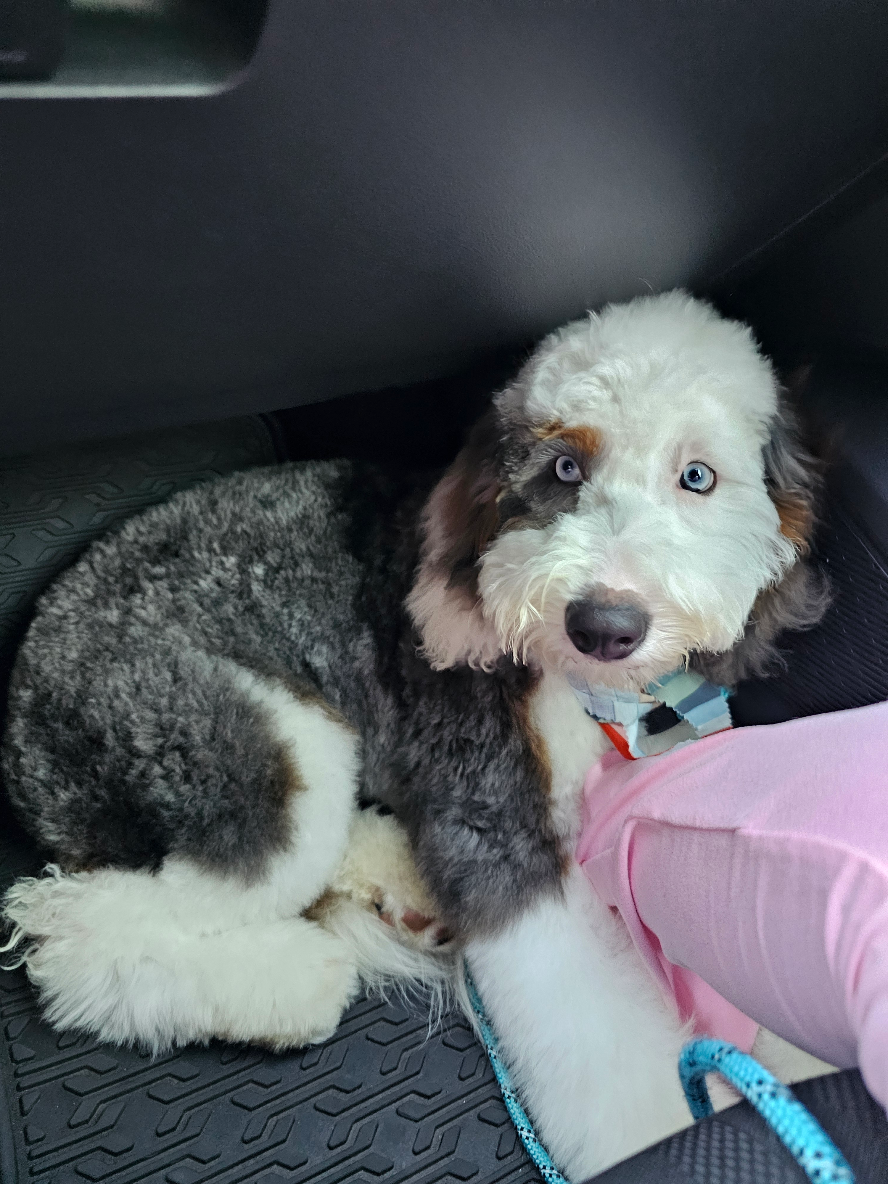 Fluffy Mini Bernedoodle Poodle Mix Pup