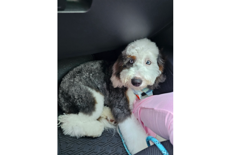 Fluffy Mini Bernedoodle Poodle Mix Pup