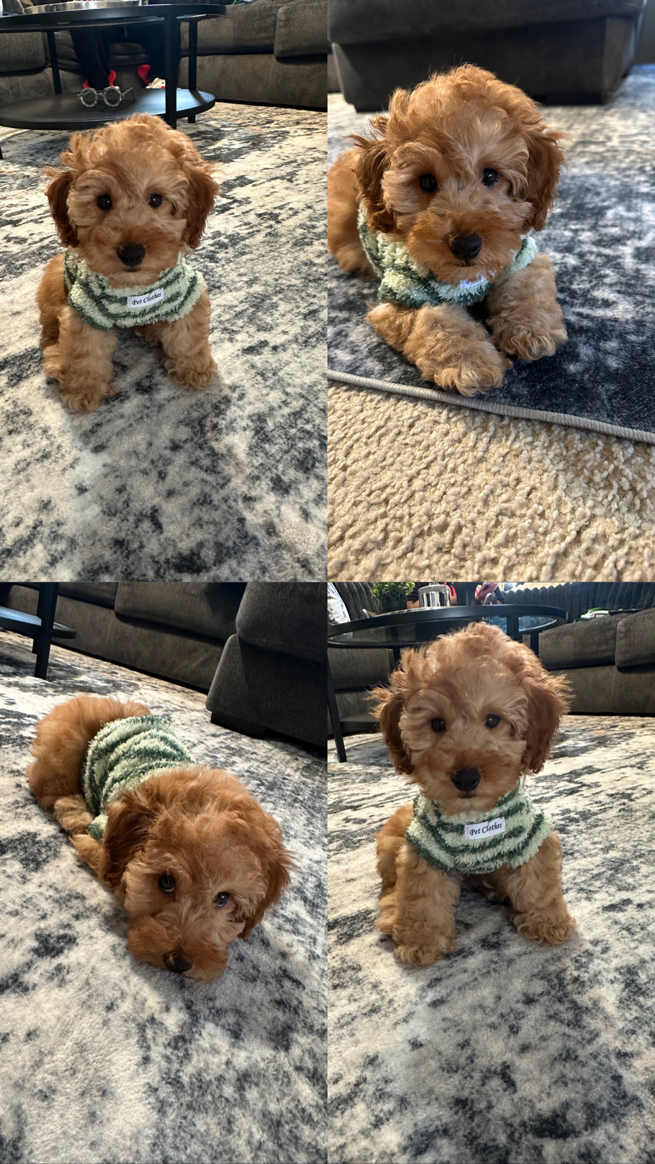 Friendly Poodle Baby