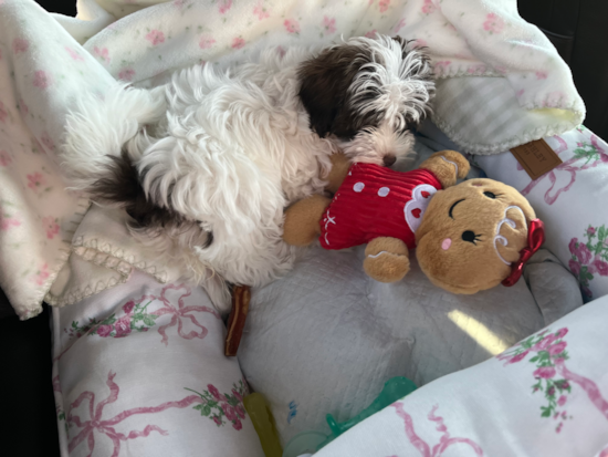 Maltipoo