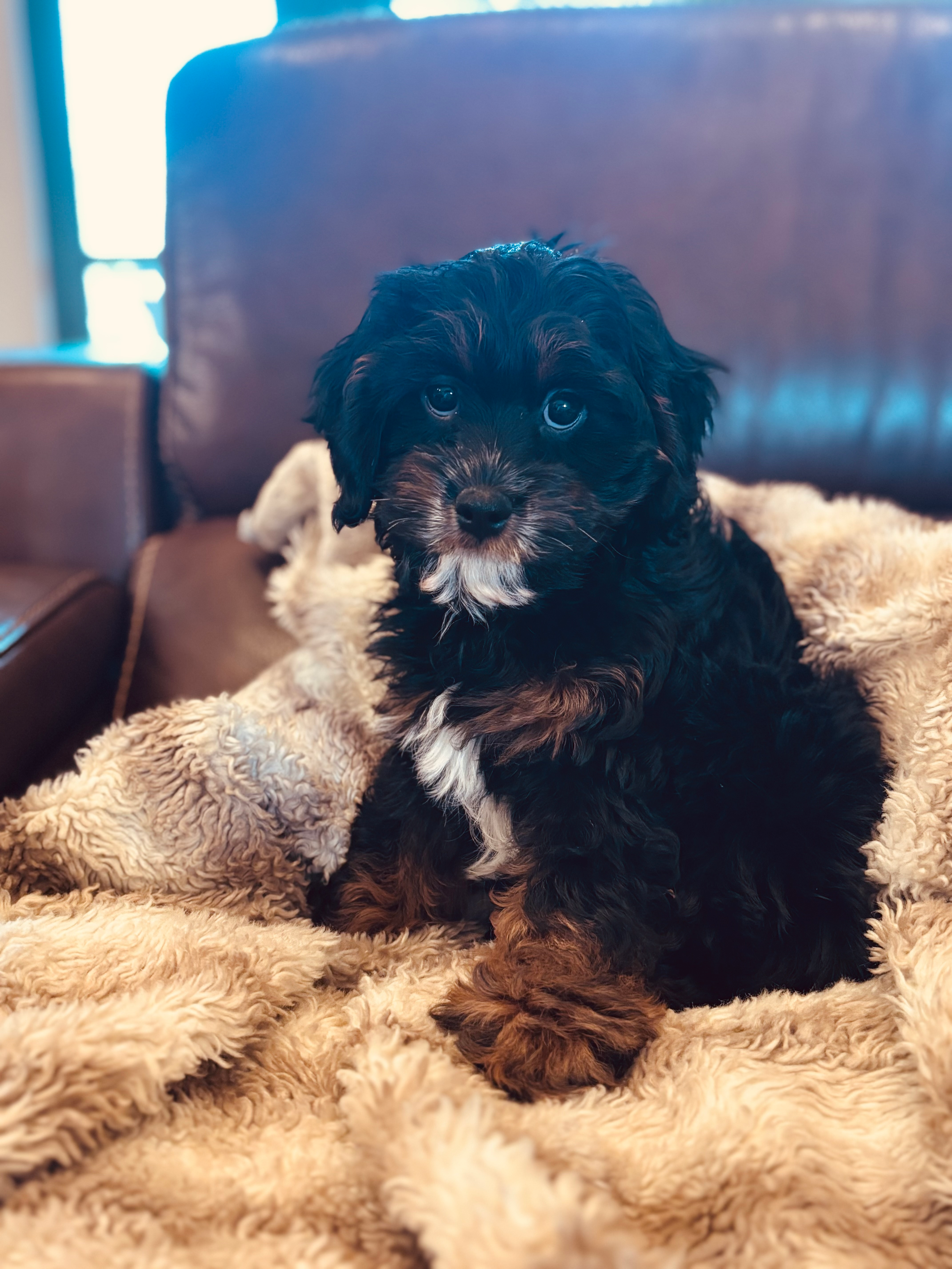 Cavapoo Pup Being Cute