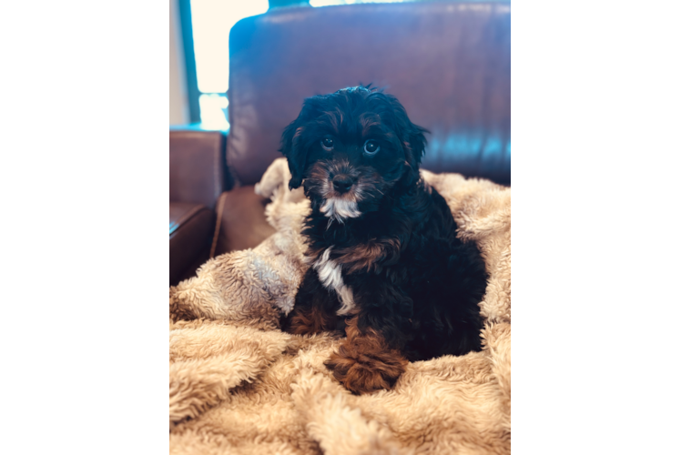 Cavapoo Pup Being Cute