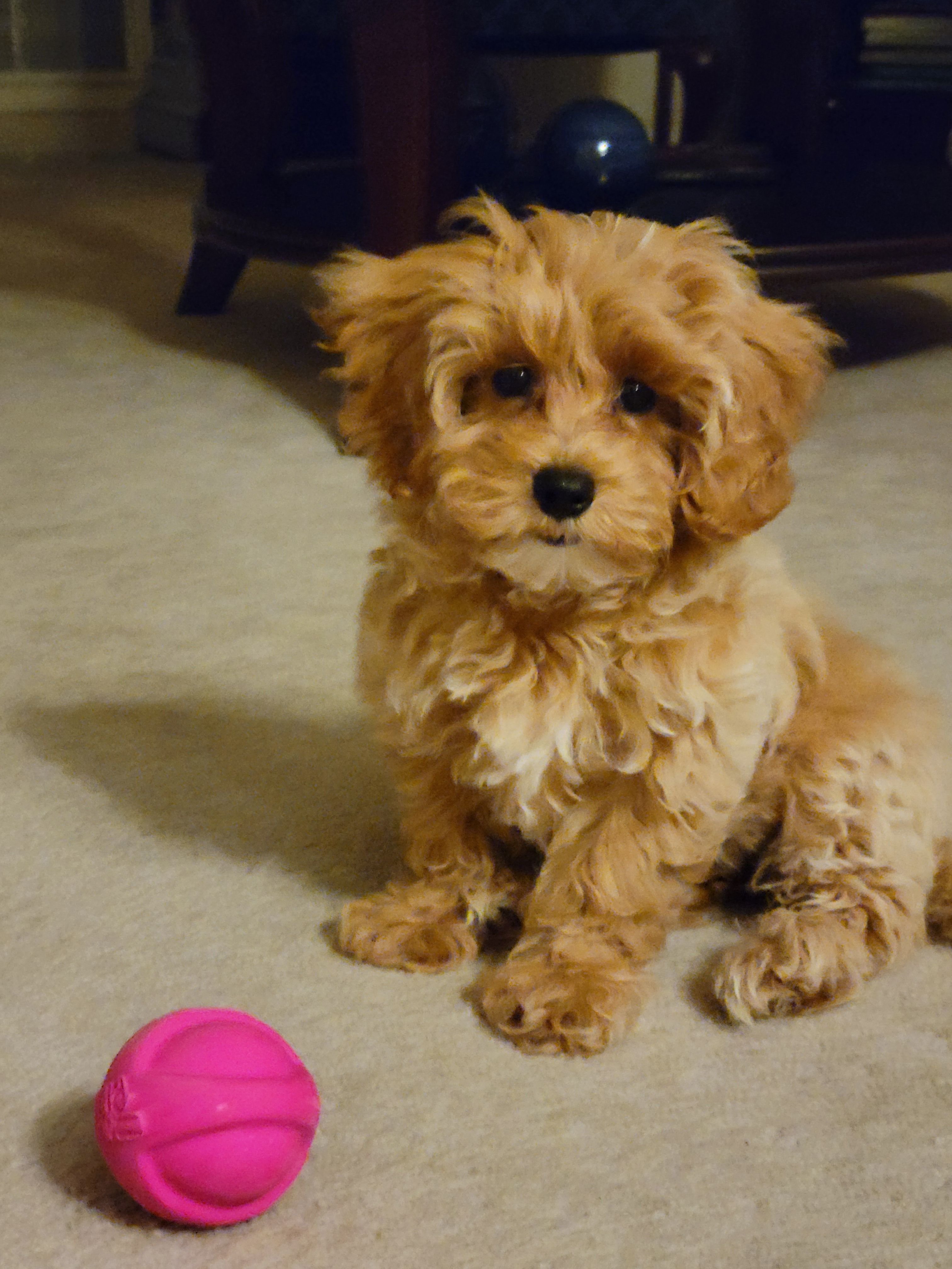 Best Maltipoo Baby