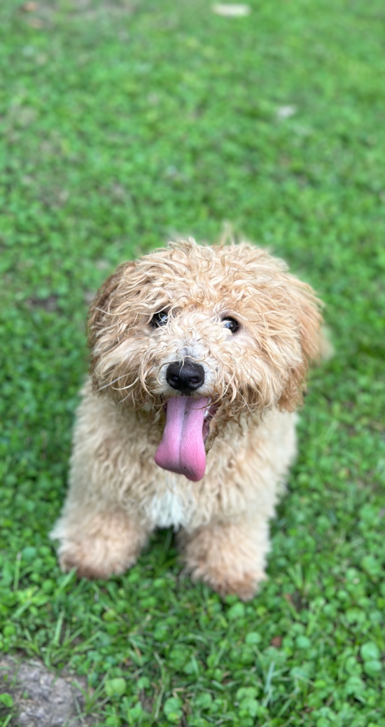 Poochon