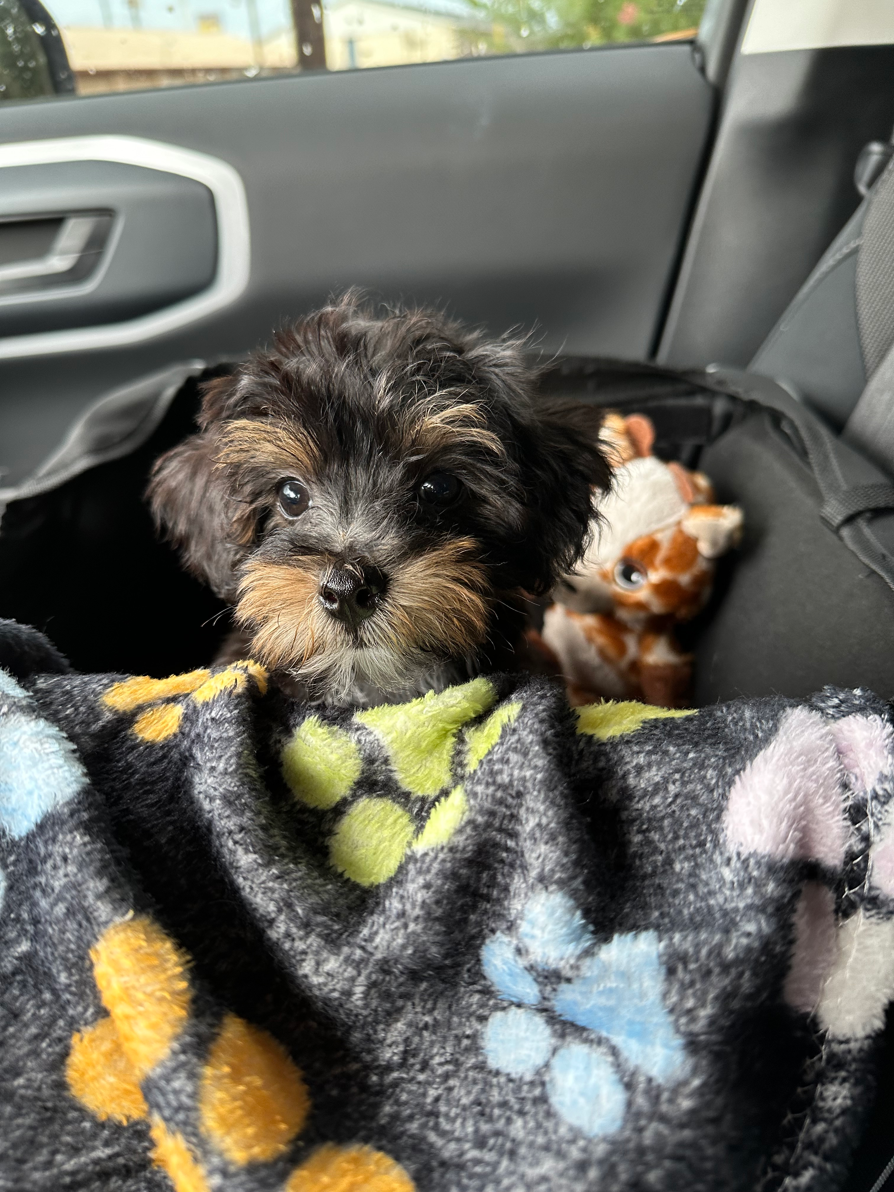 Playful Yorkie Doodle Poodle Mix Puppy