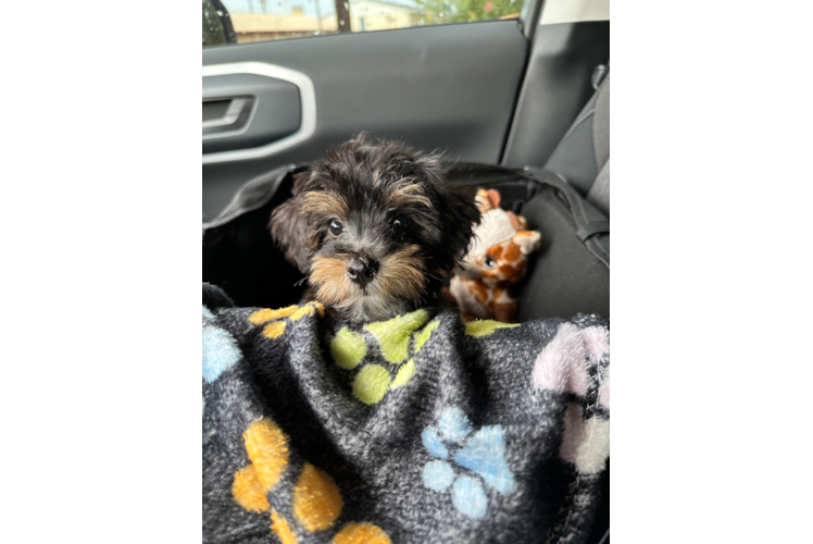 Playful Yorkie Doodle Poodle Mix Puppy