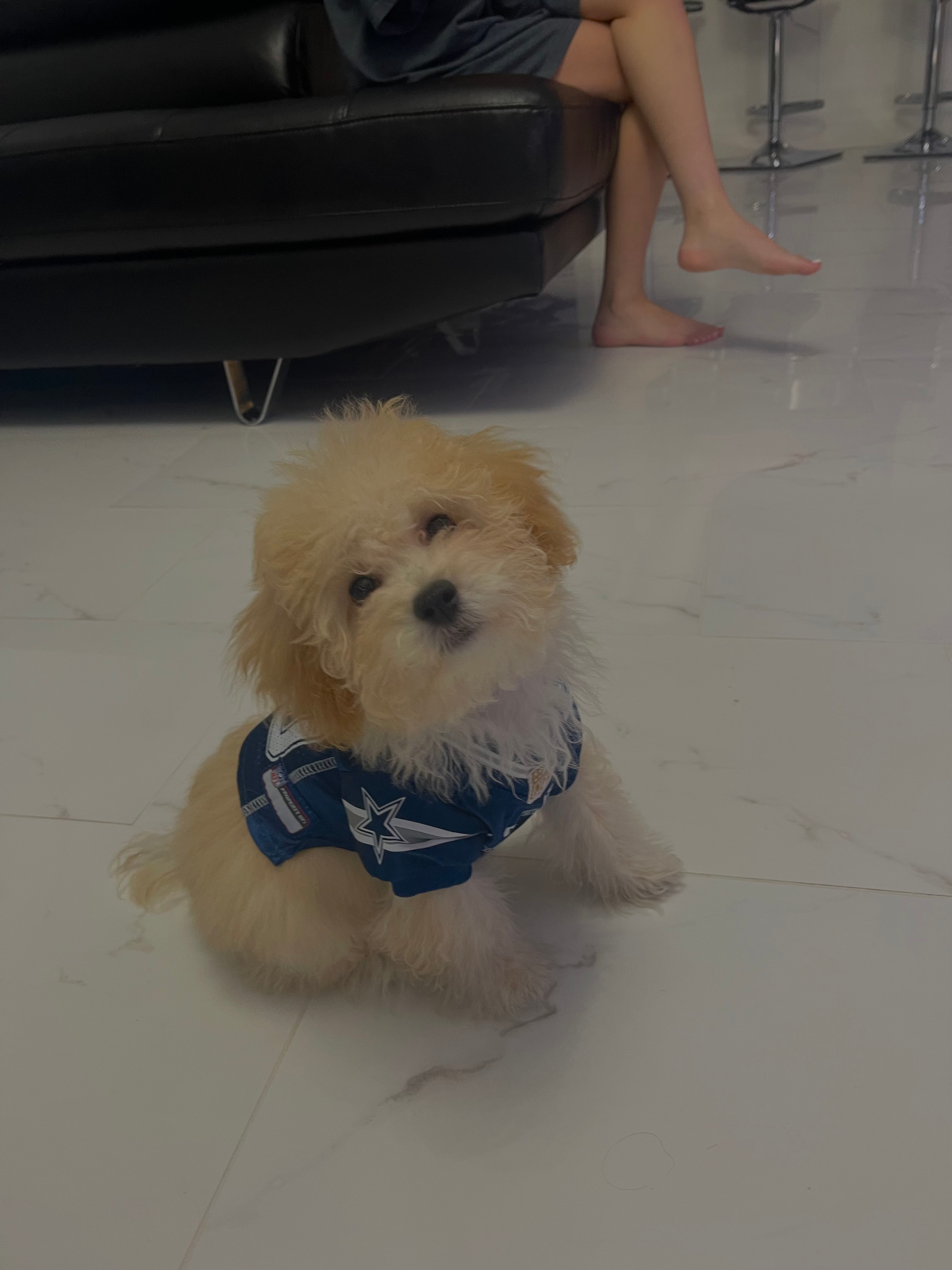 Fluffy Poochon Poodle Mix Pup