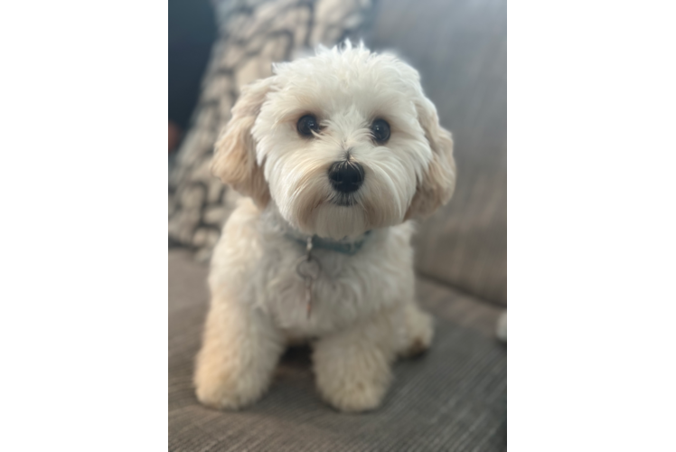 Maltipoo Pup Being Cute