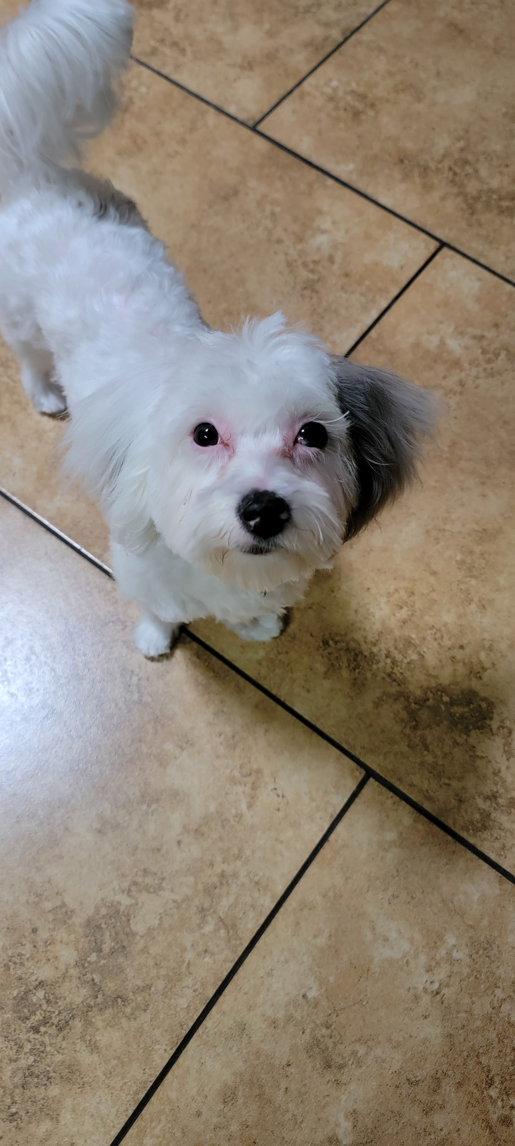 Petite Maltipoo Poodle Mix Pup