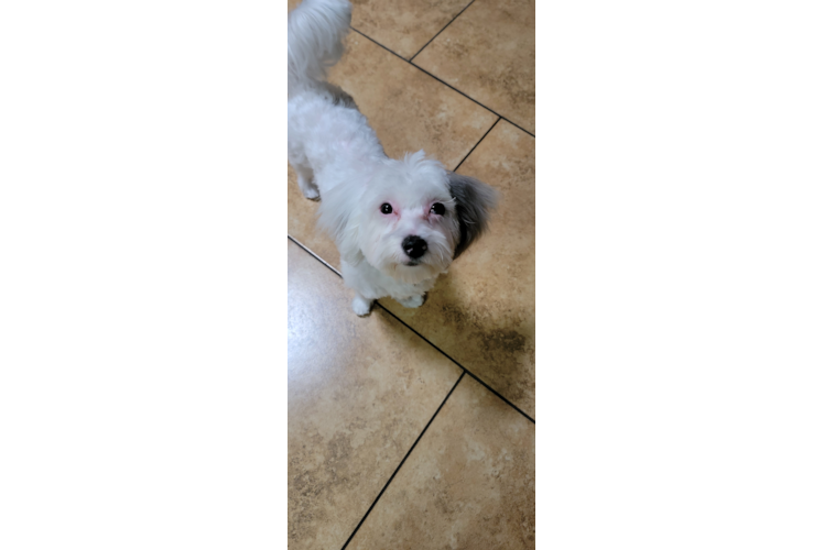 Petite Maltipoo Poodle Mix Pup