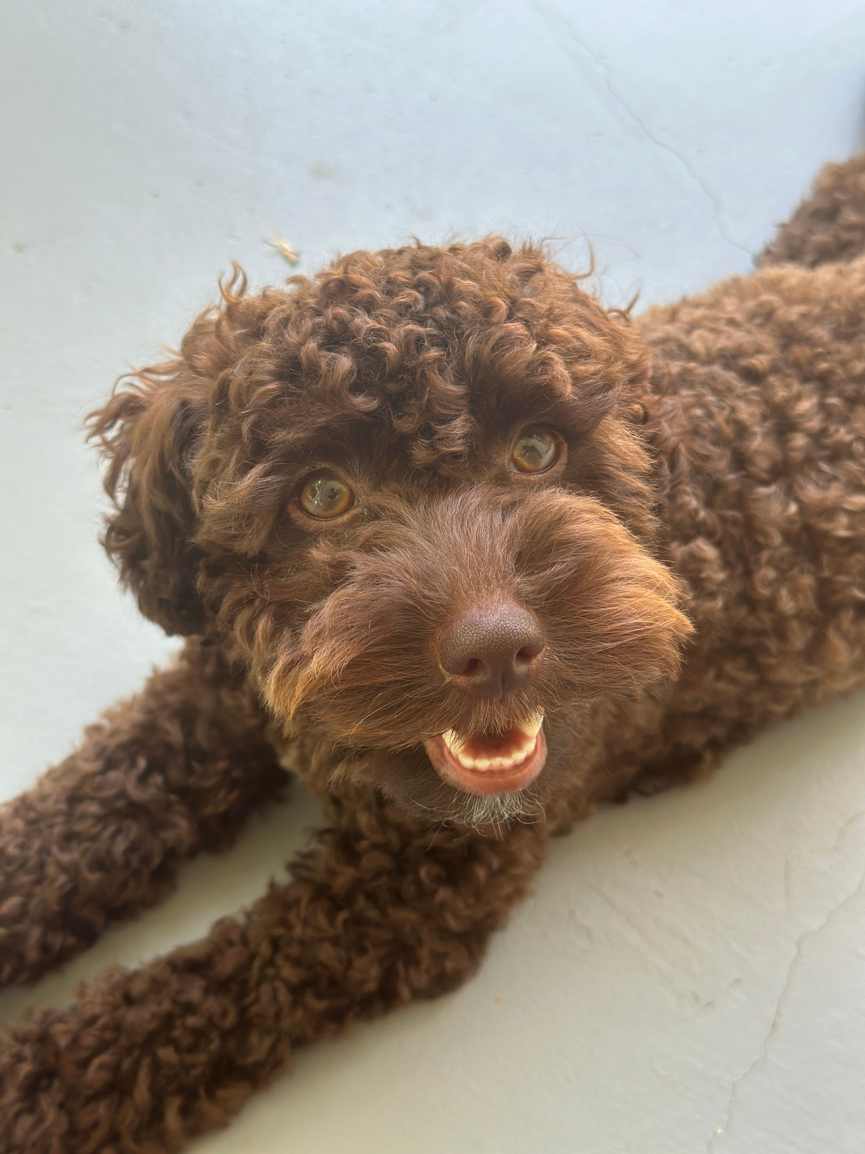 Friendly Cockapoo Baby
