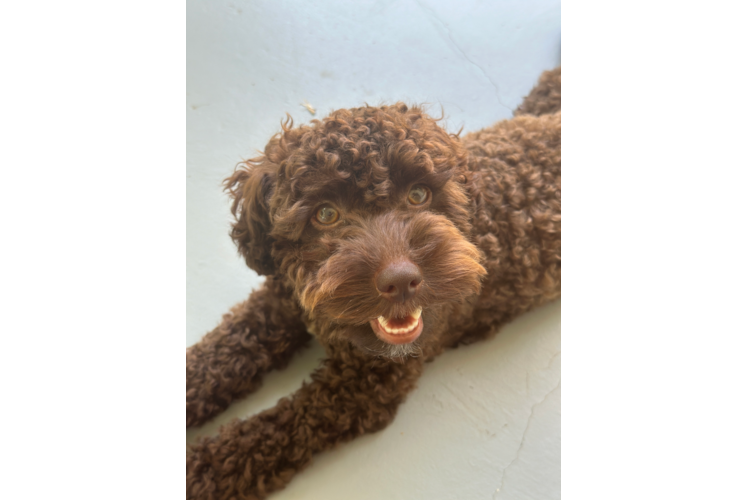 Friendly Cockapoo Baby