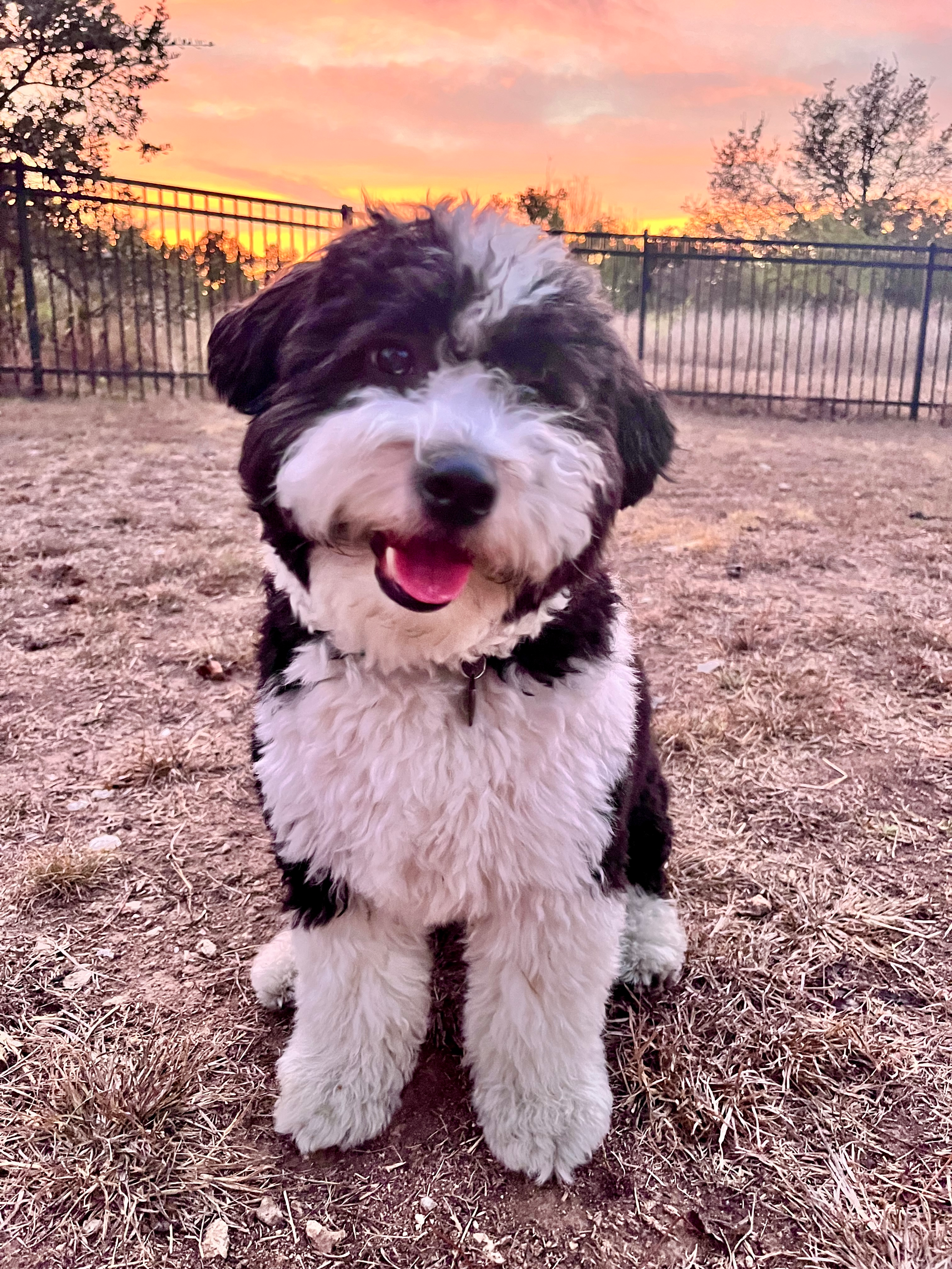 Best Aussiechon Baby