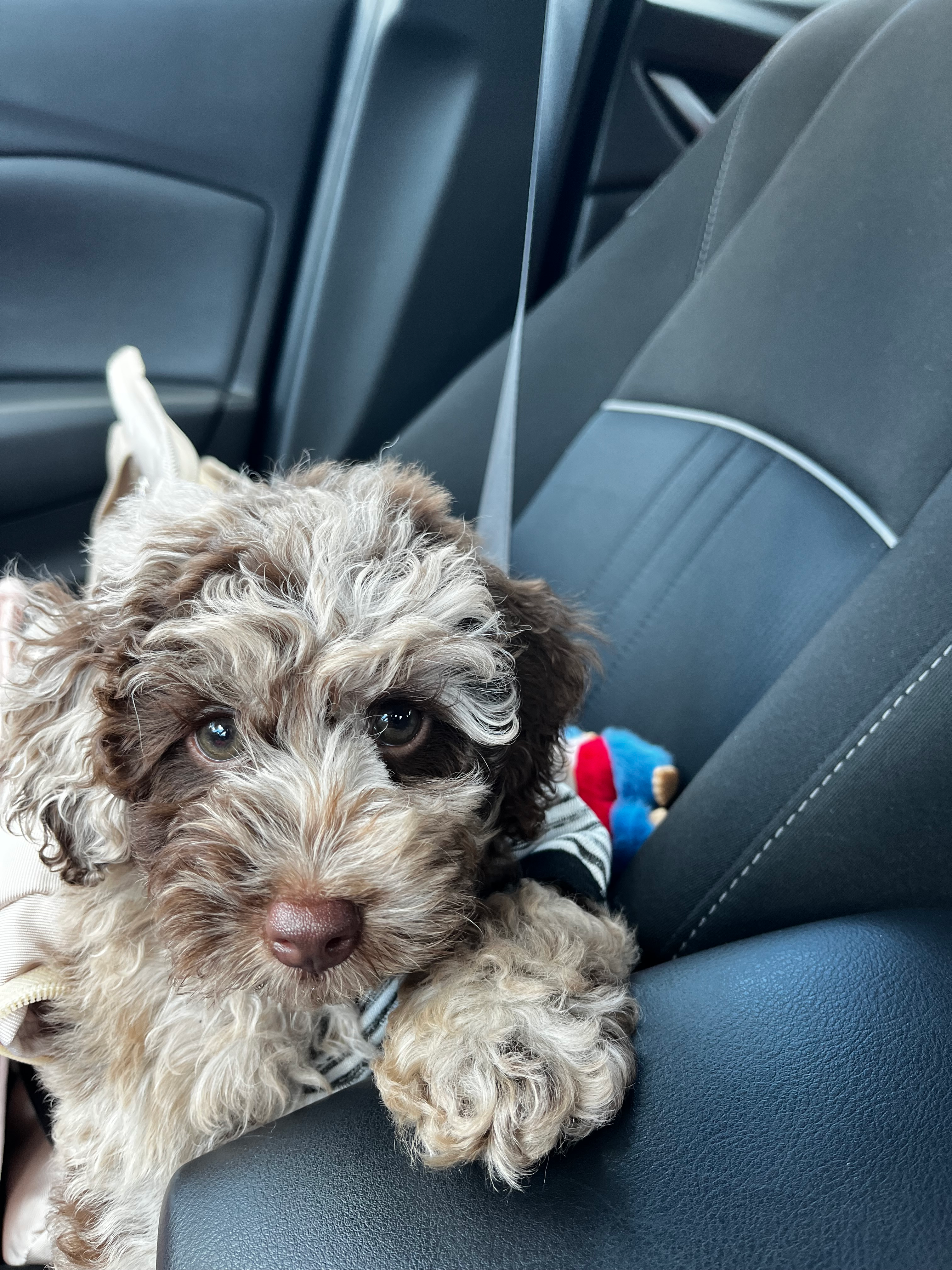 Best Cockapoo Baby