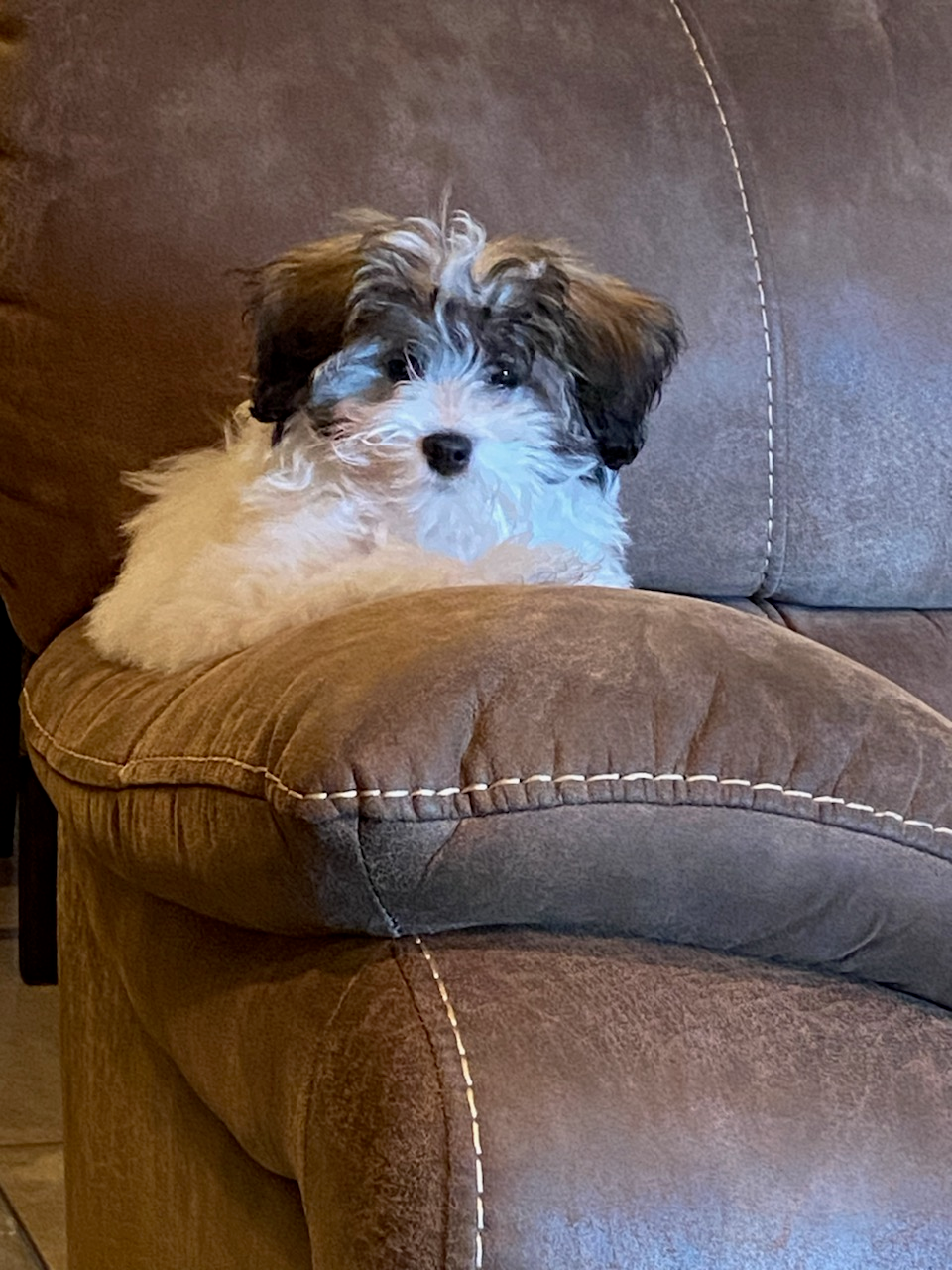 Havapoo Puppy for Adoption